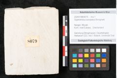 Foto (Objekt + Etikett) von Glyptostrobus europaeus Brongniarti (NHMW-GEO-2024-0188-8079)